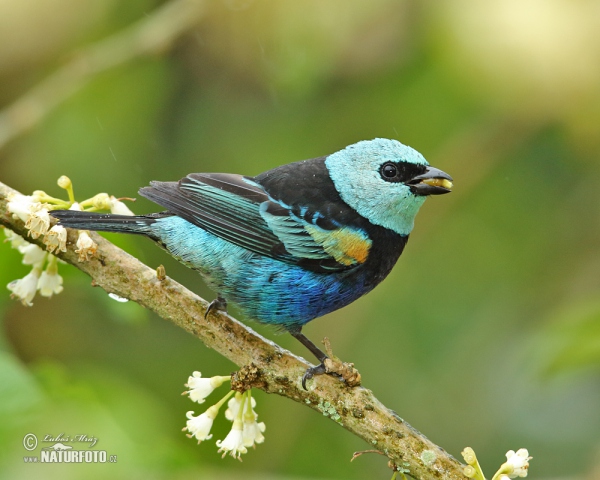 Azurkopftangare (Tangara cyanicollis)