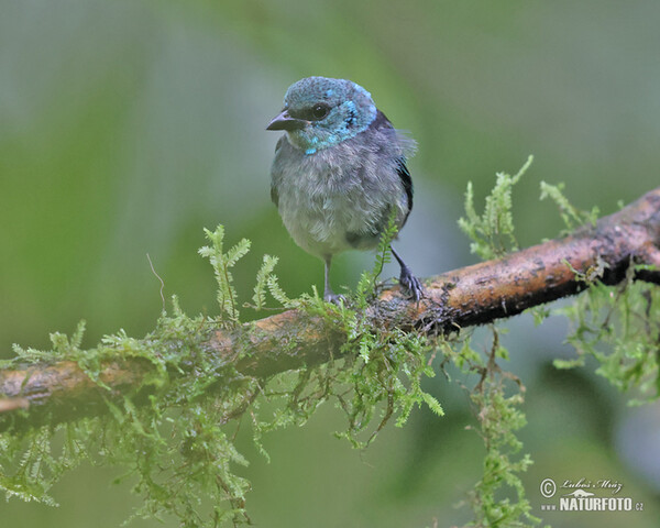 Azurkopftangare (Tangara cyanicollis)