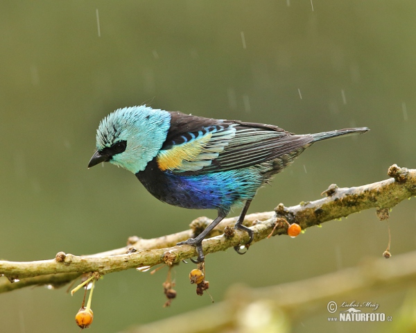 Azurkopftangare (Tangara cyanicollis)