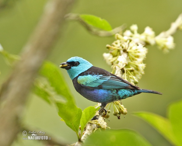 Azurkopftangare (Tangara cyanicollis)