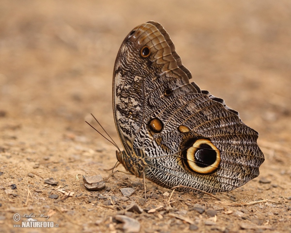 Babnanenfalter (Caligo memnon)