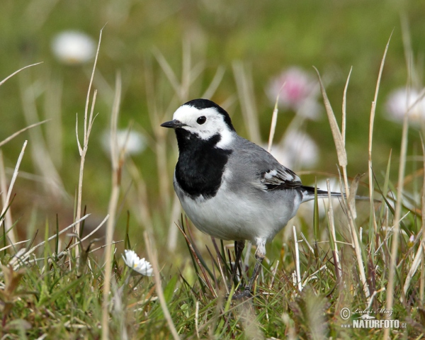 Bachstelze (Motacilla alba)