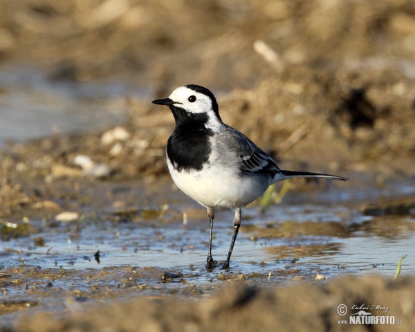 Bachstelze (Motacilla alba)