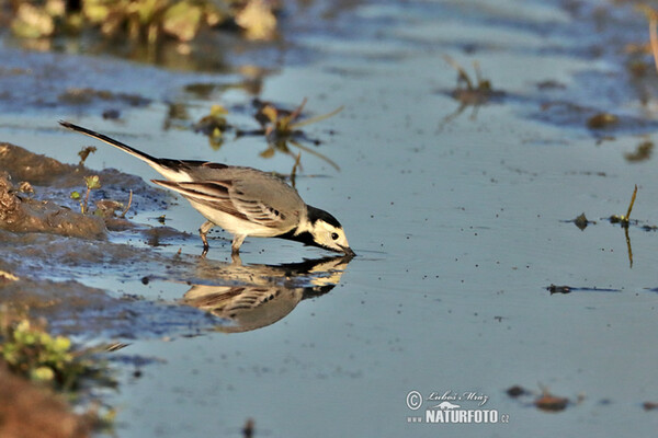 Bachstelze (Motacilla alba)