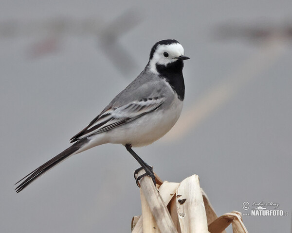 Bachstelze (Motacilla alba)