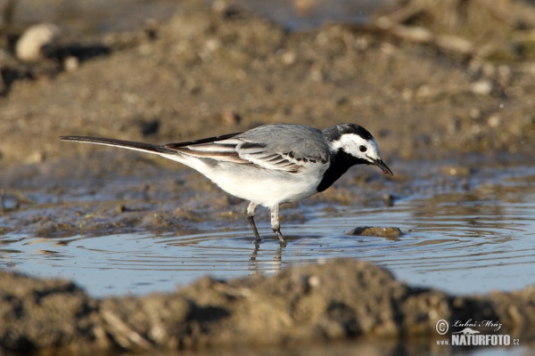 Bachstelze (Motacilla alba)