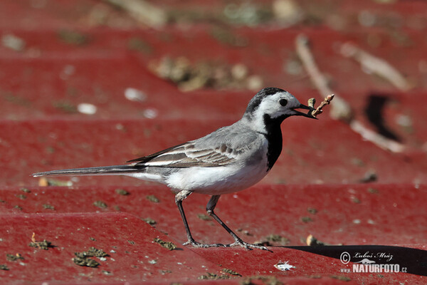 Bachstelze (Motacilla alba)