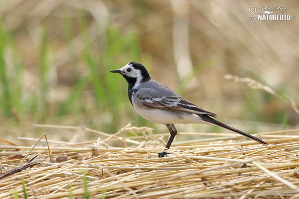 Bachstelze (Motacilla alba)