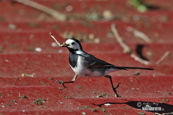 Bachstelze (Motacilla alba)