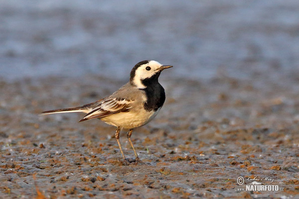 Bachstelze (Motacilla alba)