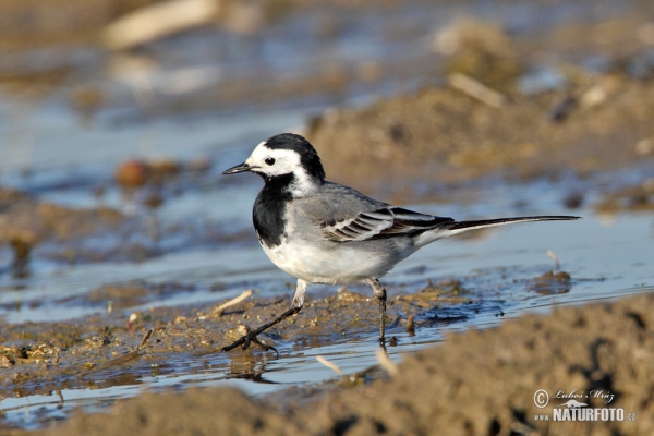 Bachstelze (Motacilla alba)