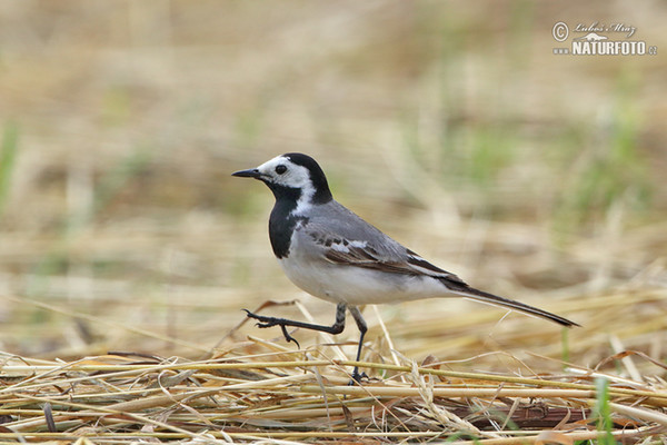 Bachstelze (Motacilla alba)