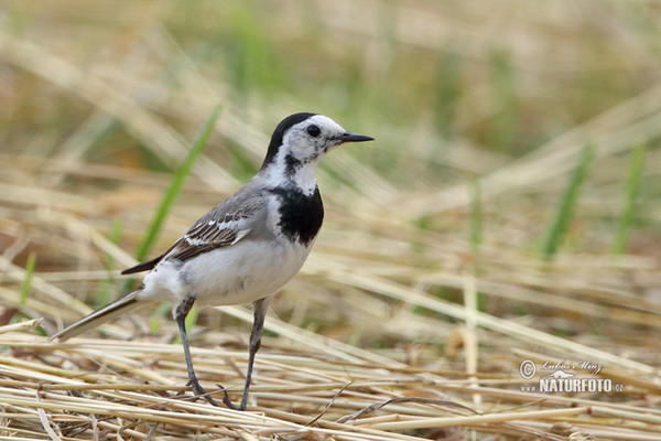 Bachstelze (Motacilla alba)