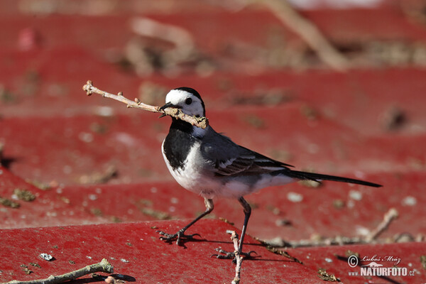 Bachstelze (Motacilla alba)