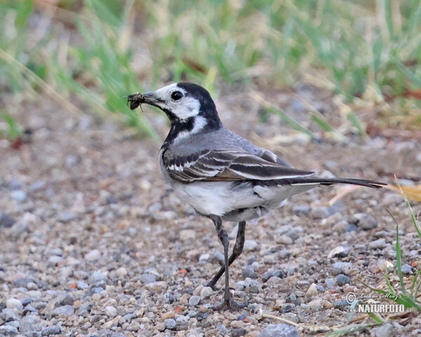 Bachstelze (Motacilla alba)