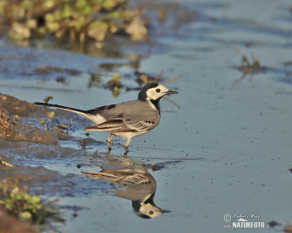 Bachstelze (Motacilla alba)