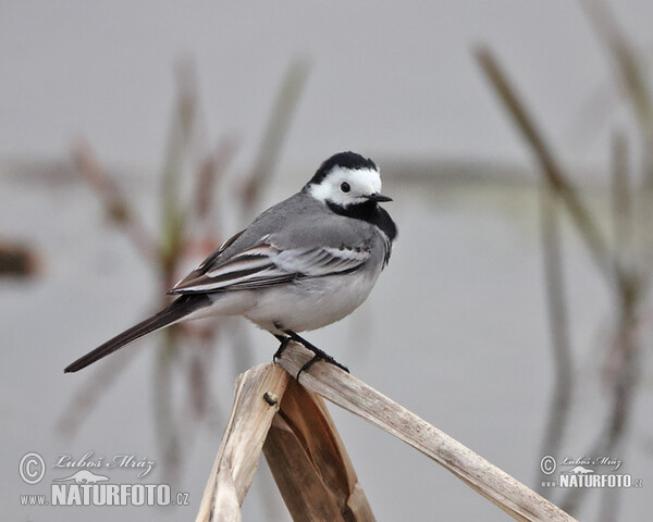 Bachstelze (Motacilla alba)