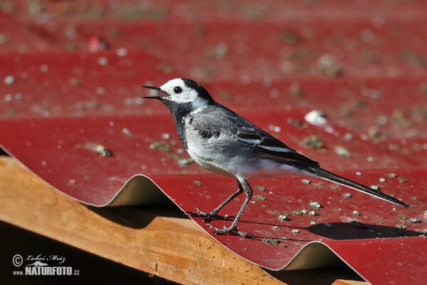 Bachstelze (Motacilla alba)