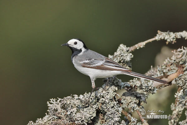 Bachstelze (Motacilla alba)