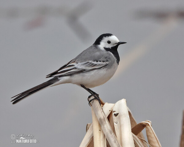 Bachstelze (Motacilla alba)