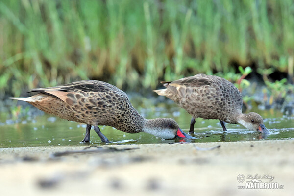 Bahamaente (Anas bahamensis)