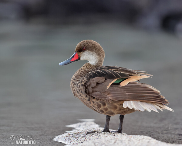 Bahamaente (Anas bahamensis)