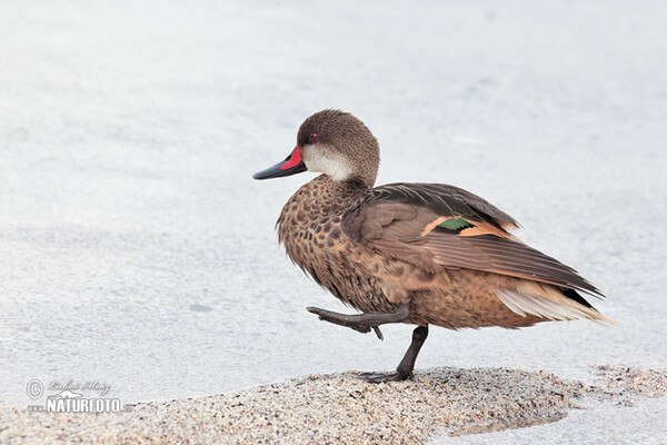 Bahamaente (Anas bahamensis)