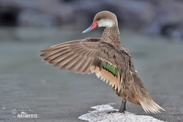 Bahamaente (Anas bahamensis)