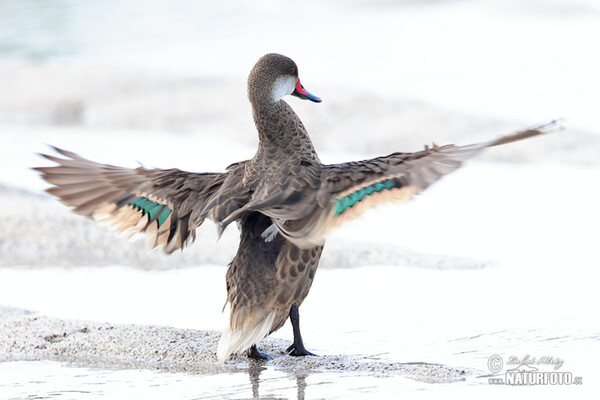 Bahamaente (Anas bahamensis)