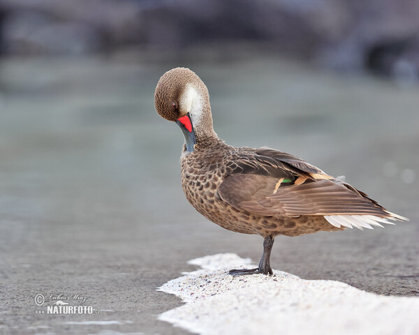 Bahamaente (Anas bahamensis)