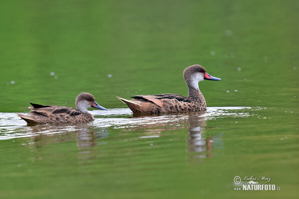 Bahamaente (Anas bahamensis)