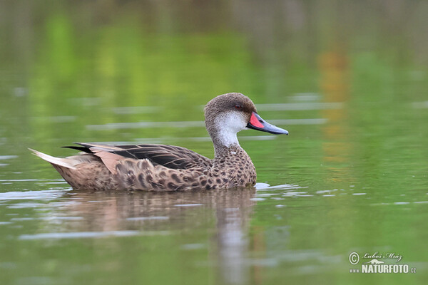 Bahamaente (Anas bahamensis)