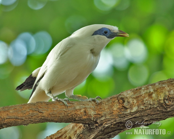 Balistar (Leucopsar Rothschildi)