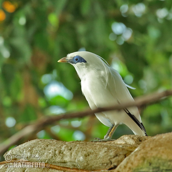 Balistar (Leucopsar Rothschildi)