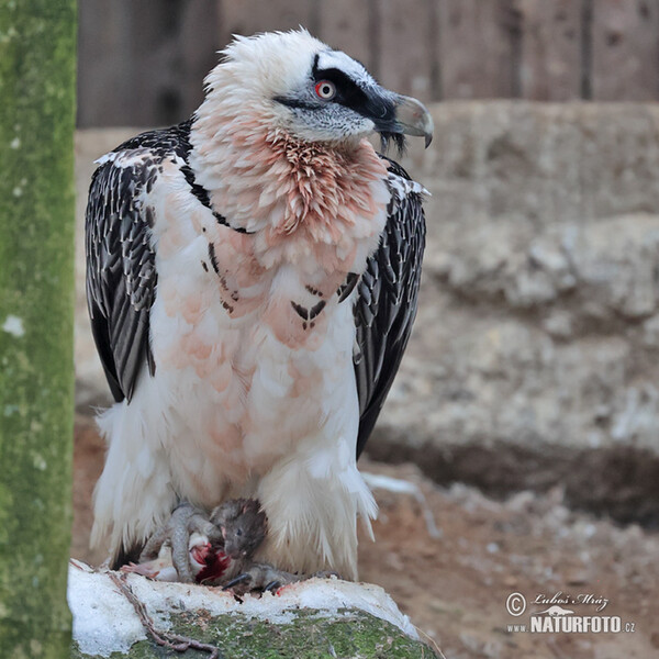 Bartgeier (Gypaetus barbatus)