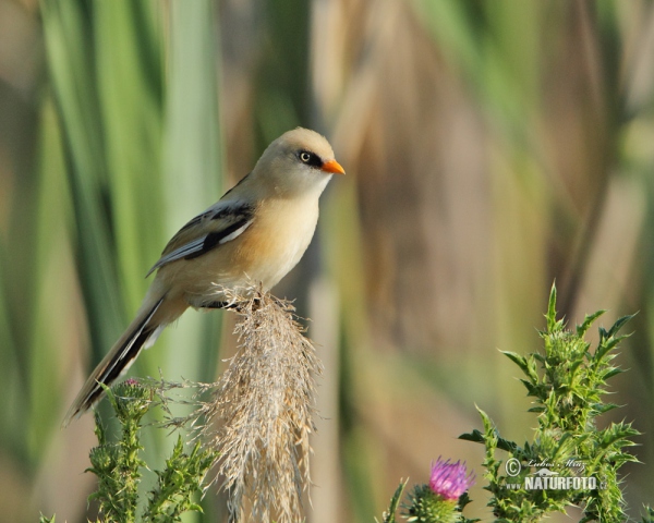 Bartmeise (Panurus biarmicus)