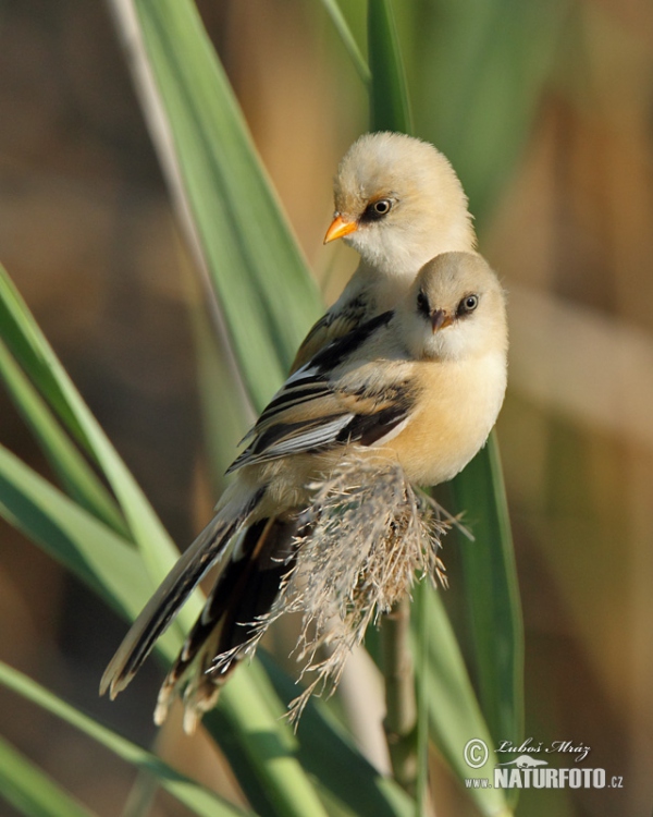 Bartmeise (Panurus biarmicus)