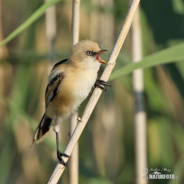 Bartmeise (Panurus biarmicus)