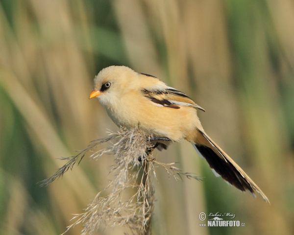 Bartmeise (Panurus biarmicus)