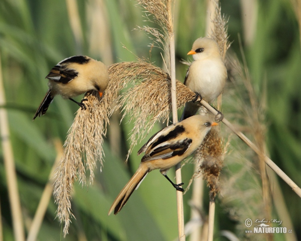 Bartmeise (Panurus biarmicus)