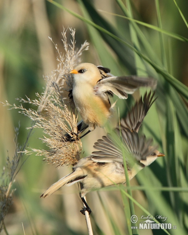 Bartmeise (Panurus biarmicus)