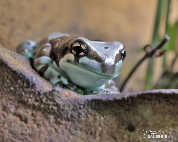 Baumhöhlen-krötenlaubfrosch (Trachycephalus resinifictrix)