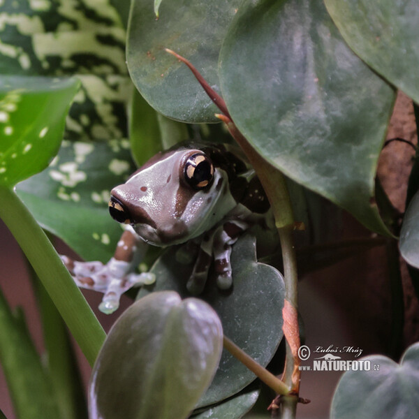 Baumhöhlen-krötenlaubfrosch (Trachycephalus resinifictrix)