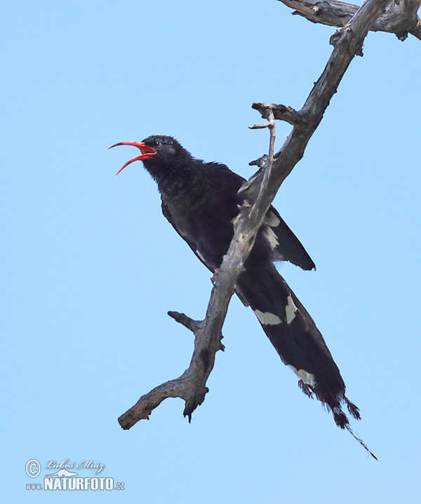 Baumhopf (Phoeniculus purpureus)