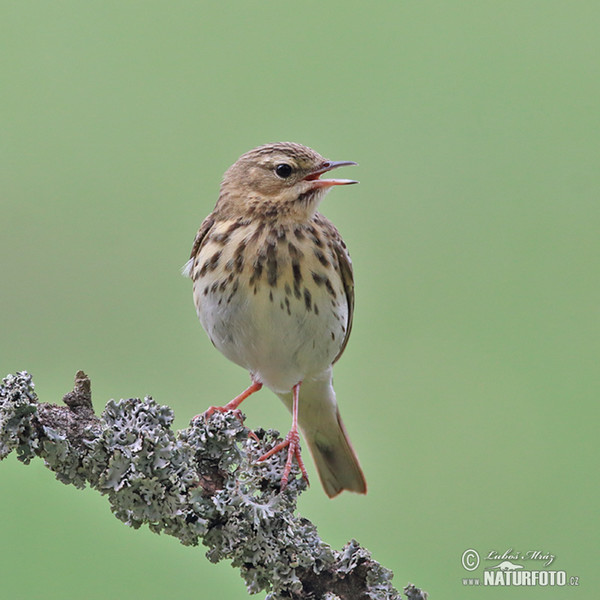 Baumpieper (Anthus trivialis)