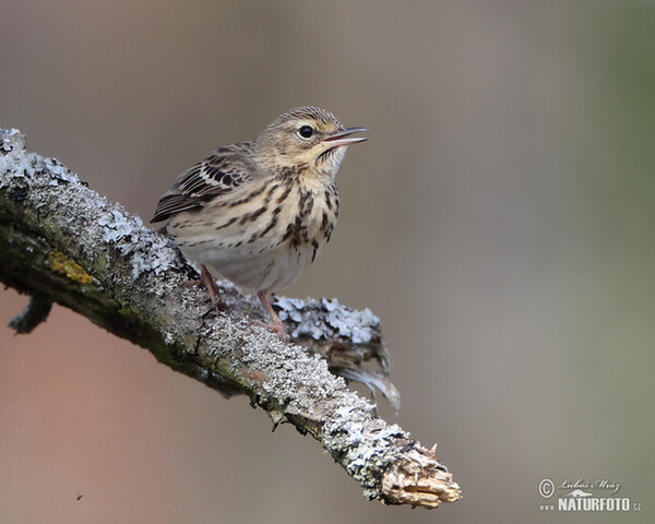 Baumpieper (Anthus trivialis)