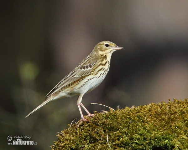 Baumpieper (Anthus trivialis)