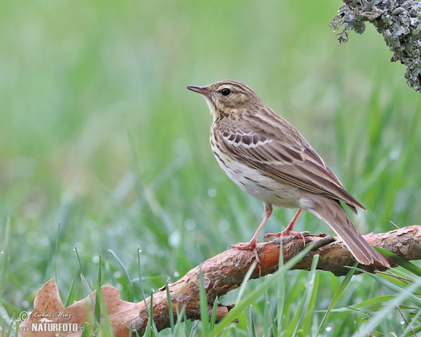 Baumpieper (Anthus trivialis)