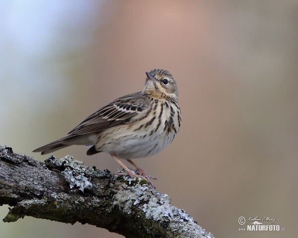 Baumpieper (Anthus trivialis)