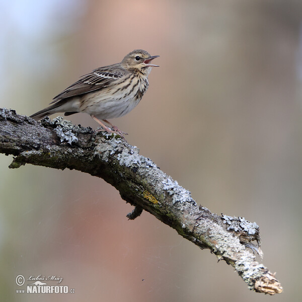 Baumpieper (Anthus trivialis)